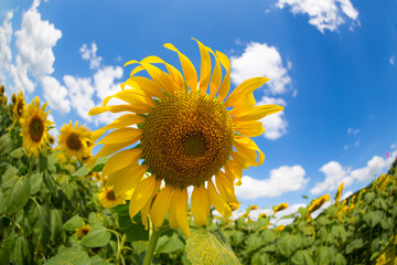 Sunflowers on a beautiful blue sky