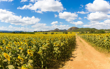 Fototapeta na wymiar beautiful panorama yellow sunflower field