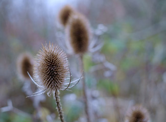 teazle head