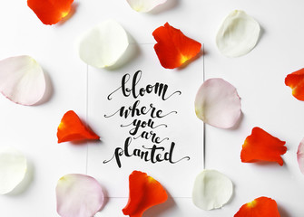 Quote "Bloom where you are planted" written on paper with petals on white background. Top view