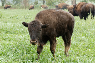 Fototapeta premium Young Bison