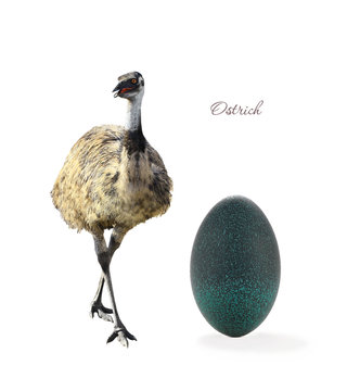 egg emu