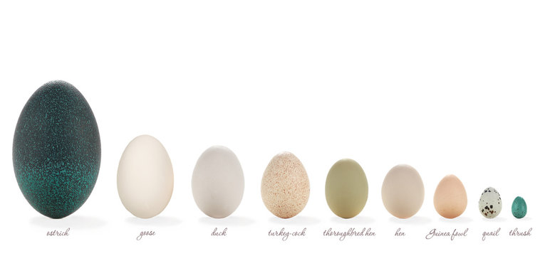 egg