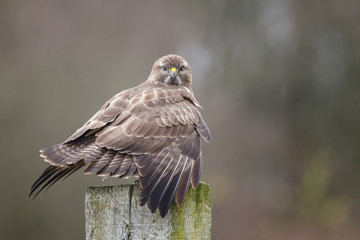 Buzzard on a pole in a autumn setting and colours