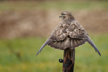 Buzzard on a pole in a autumn setting and colours