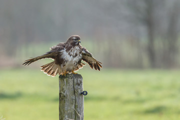 Buzzard on a pole in a autumn setting and colours