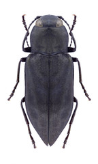 Beetle Melanophila acuminata on a white background
