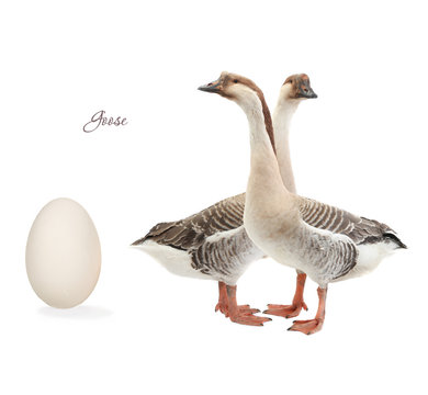 egg goose