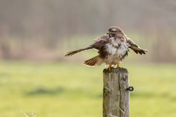 Buzzard on a pole in a autumn setting and colours
