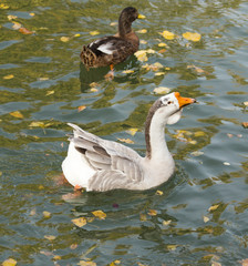 Goose on the lake