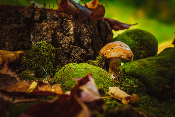 dark mushrooms on green moss with a wet hat