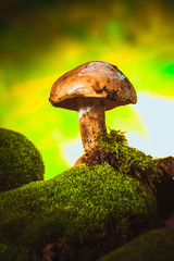dark mushrooms on moss with a wet hat blurred background