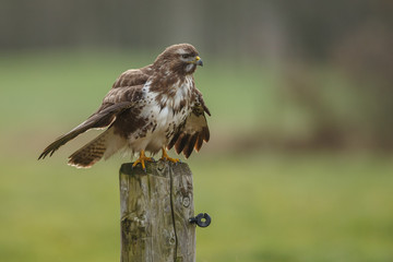 Buzzard on a pole in a autumn setting and colours