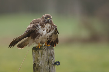 Buzzard on a pole in a autumn setting and colours