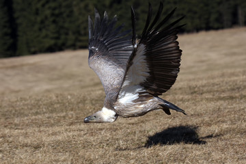 The griffon vulture (Gyps fulvus),with outstretched wings,while flying low to the ground, falconry led by predator