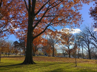 Fototapeta premium capitol hill during autumn with fall leaves