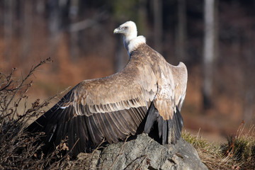 The griffon vulture (Gyps fulvus),with outstretched wings,with a background of forest, falconry led by predator,