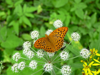 Butterfly sitting on white flower with outstretched wings.