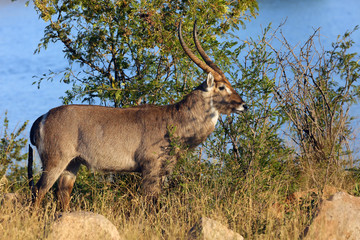 The waterbuck (Kobus ellipsiprymnus) , big male on the lakeside