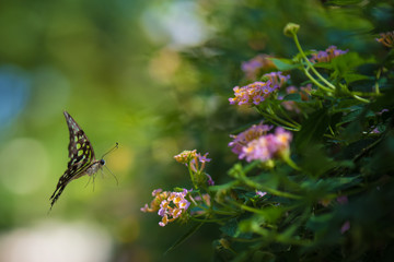Flying butterfly with pink flower and green background