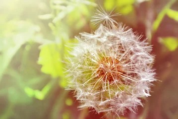 Keuken spatwand met foto paardebloem © just_hope