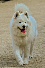 Samoyed dog, white dog walking 
