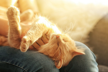 Cute cat lying on its owner's knees, close up view