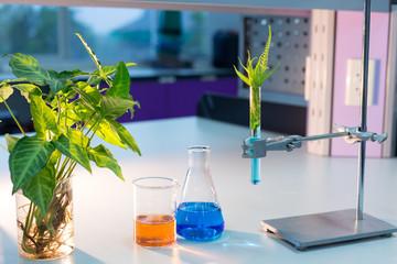 glassware, bottle, flasks for experiment in lab.