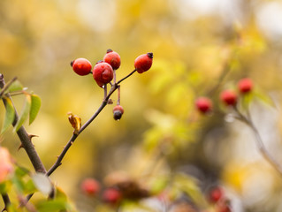 Fototapeta na wymiar rosehips in nature in autumn