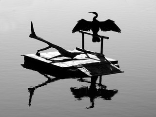 Anhinga with Spread Wings and Reflection