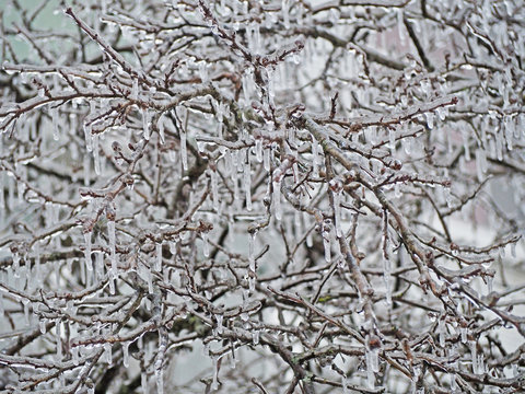Branches of the tree after the sleet, ice crust and icicles, blurred Christmas background, trees in frost, bokeh, new year