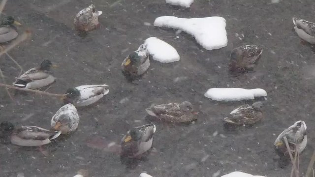 temp&ecirc;te de neige