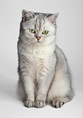 Domestic Cat. Gray British Shorthair cat sitting in front.