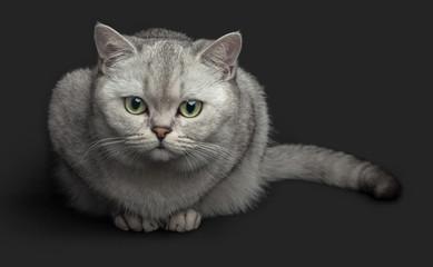 Obraz premium Gray cat sitting and looking, isolated on a gray background. British Shorthair, pedigreed version of the traditional British domestic cat.