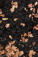 oak leaves in a pile of black coal