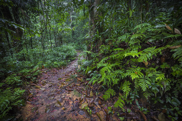 Path in the jungle. Sinharaja rainforest in Sri Lanka.