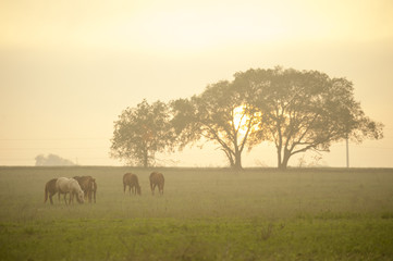 Fototapeta na wymiar Quarter Horse herd pasture grazing with setting sun near Sanger, TX