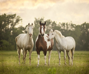 Horses in grass at sunset