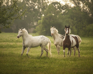 Obraz na płótnie Canvas Horses in grass at sunset