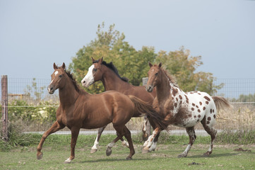 Appaloosas and Quater horses running in paddock