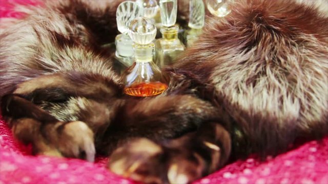 Glass bottles of perfume and the fur collar from a  silver fox with the two foots