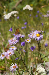 Purple Flowers