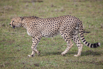 Cheetah walking in Serengeti National park, Tanzania, Africa
