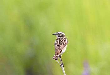meadow bird is a stonechat sitting on a thin branch in the summer