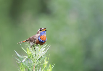 a blue bird sings on a branch of wormwood in the summer