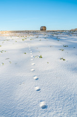 Early winter. Fox trace on snow