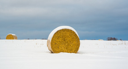 Straw rolls in a field in winter