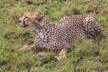 Fototapeta na wymiar Cheetah eating its meal in Serengeti National park, Tanzania, Africa