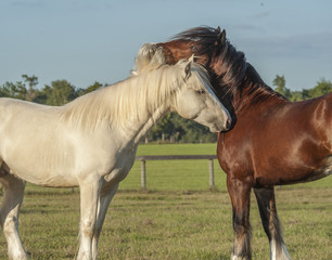 Fototapeta premium Gypsy colts play and romp in grass paddock