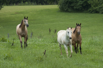 Horse herd with mixed breeds